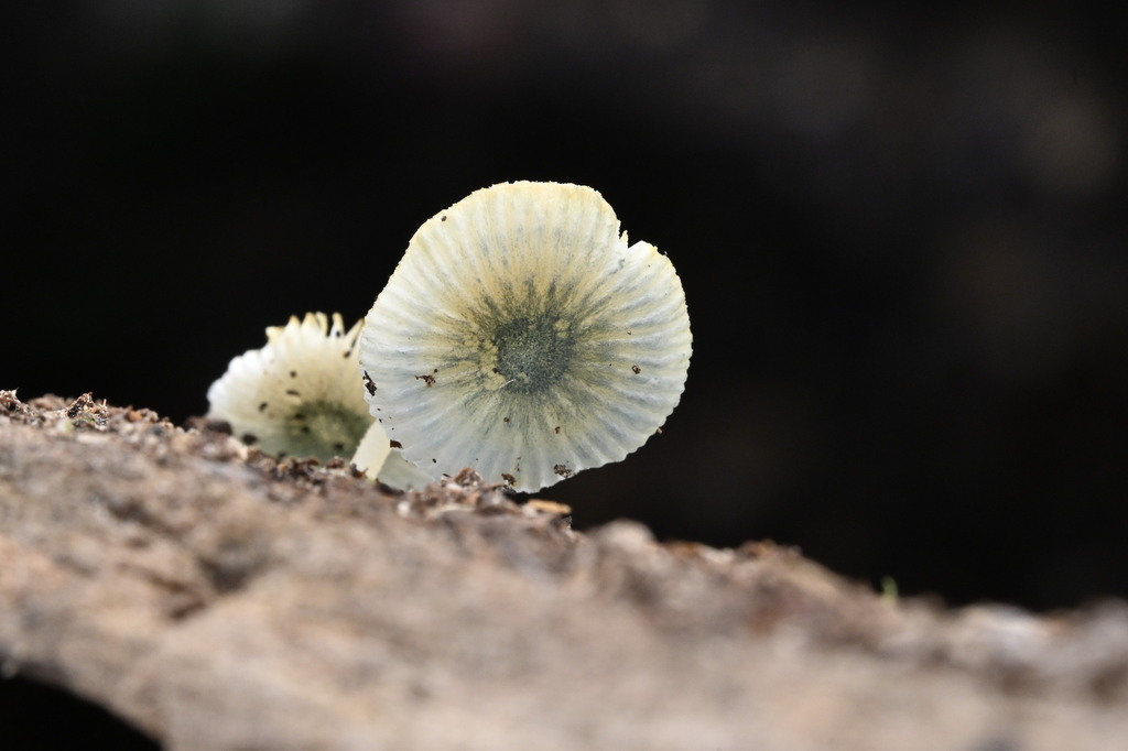 Mycena interrupta · April 2025 · photo: © invertebratist (iNaturalist, cc-by-nc)