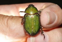 Chrysina lecontei