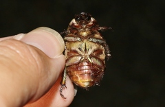 Chrysina lecontei