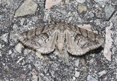 Galenara lixaria