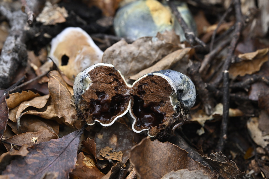 Rossbeevera pachydermis · April 2025 · photo: © invertebratist (iNaturalist, cc-by-nc)