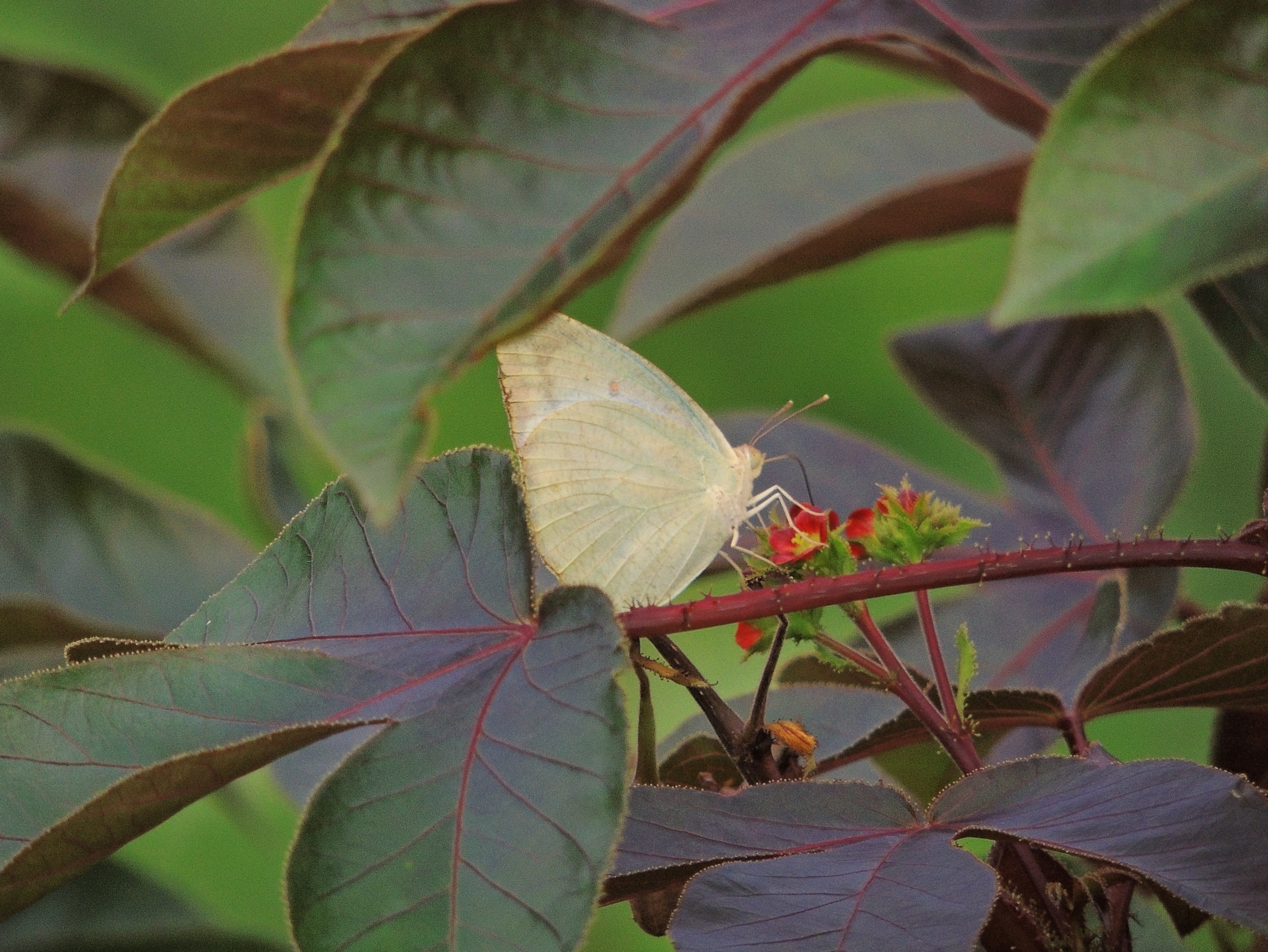 Mottled Emigrant