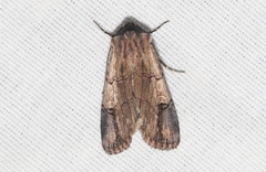 Dichagyris grotei