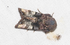 Euplexia triplaga