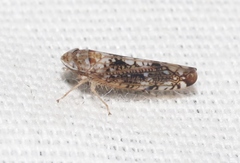 Prescottia brickellia