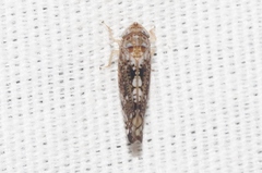 Prescottia brickellia