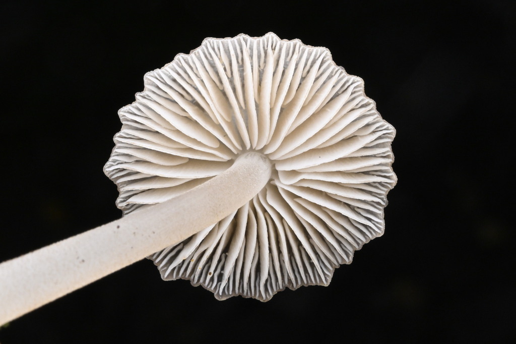 Pseudohydropus parafunebris · April 2025 · photo: © invertebratist (iNaturalist, cc-by-nc)