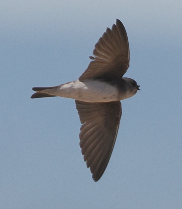 Pale Martin