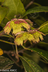 Sloanea rhodantha