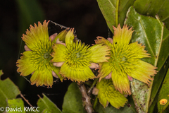 Sloanea rhodantha