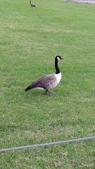 Branta canadensis