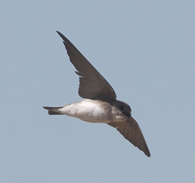 Pale Martin