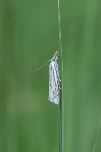 Hook-streaked Grass-veneer photo 6