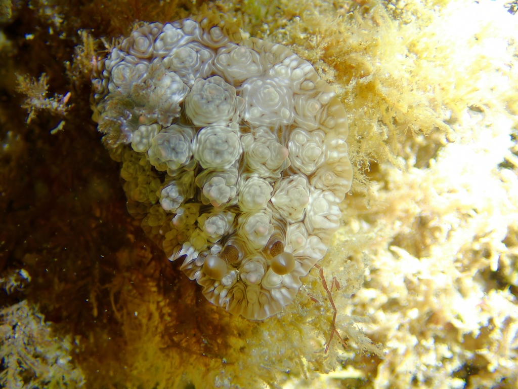 Warty Sucking Dorid