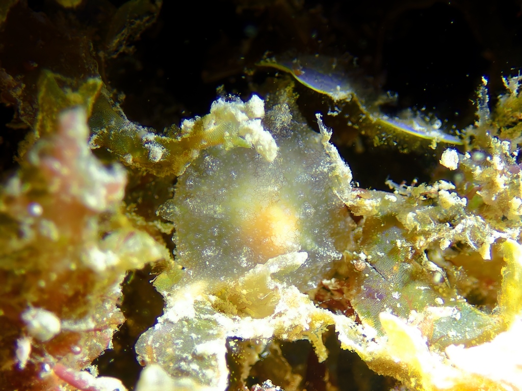 Whirligig Sea Hare