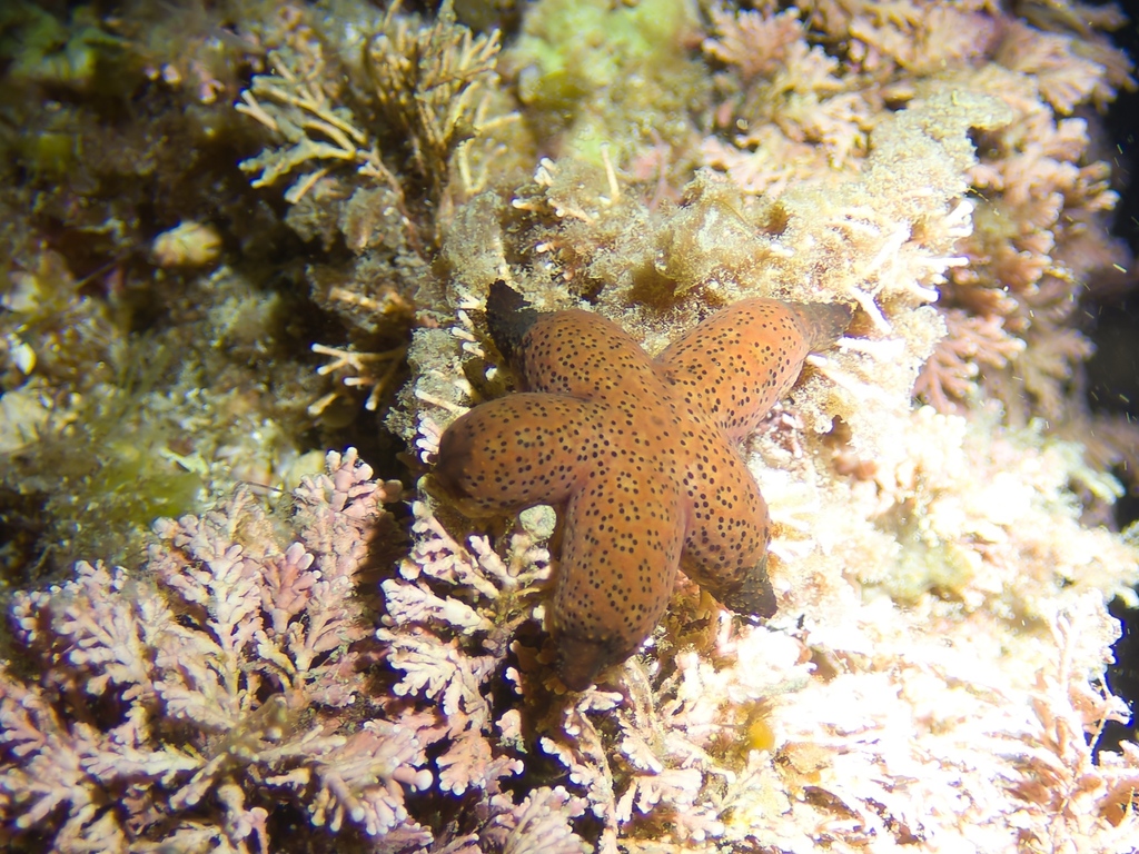 Luzon seastar