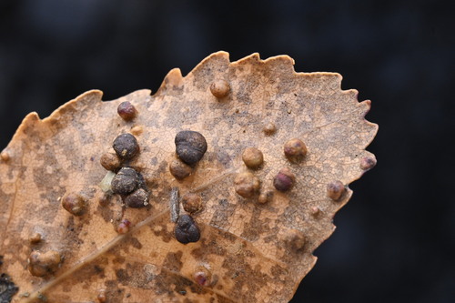 Hard Beech (Nothofagus truncata)