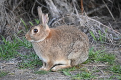 European Rabbit photo 3