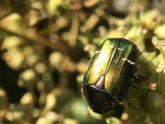 Cetonia aurata pisana