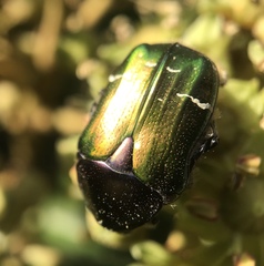 Cetonia aurata pisana
