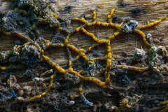 Willkommlangea reticulata