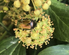 Cetonia aurata pisana