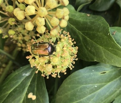 Cetonia aurata pisana