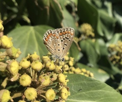 Polyommatus icarus