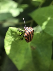 Graphosoma italicum italicum
