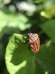 Graphosoma italicum italicum