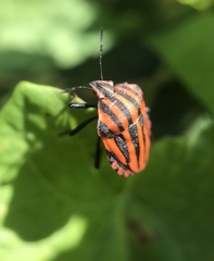 Graphosoma italicum italicum