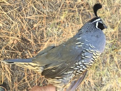 Callipepla californica