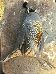 Callipepla californica
