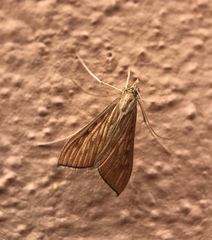 Antigastra catalaunalis