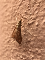 Antigastra catalaunalis