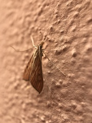 Antigastra catalaunalis