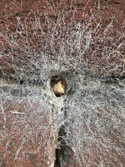 Araneae