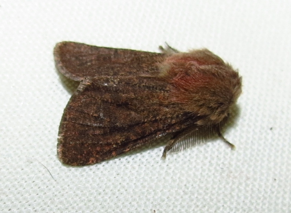 Pseudophragmatobia cinnamomea