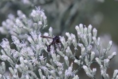 Physocephala sagittaria