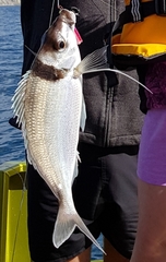 Nemadactylus macropterus