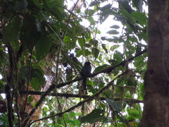 Trogon personatus