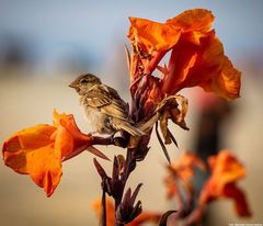 Passer domesticus