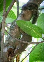 Sciurus aestuans ingrami