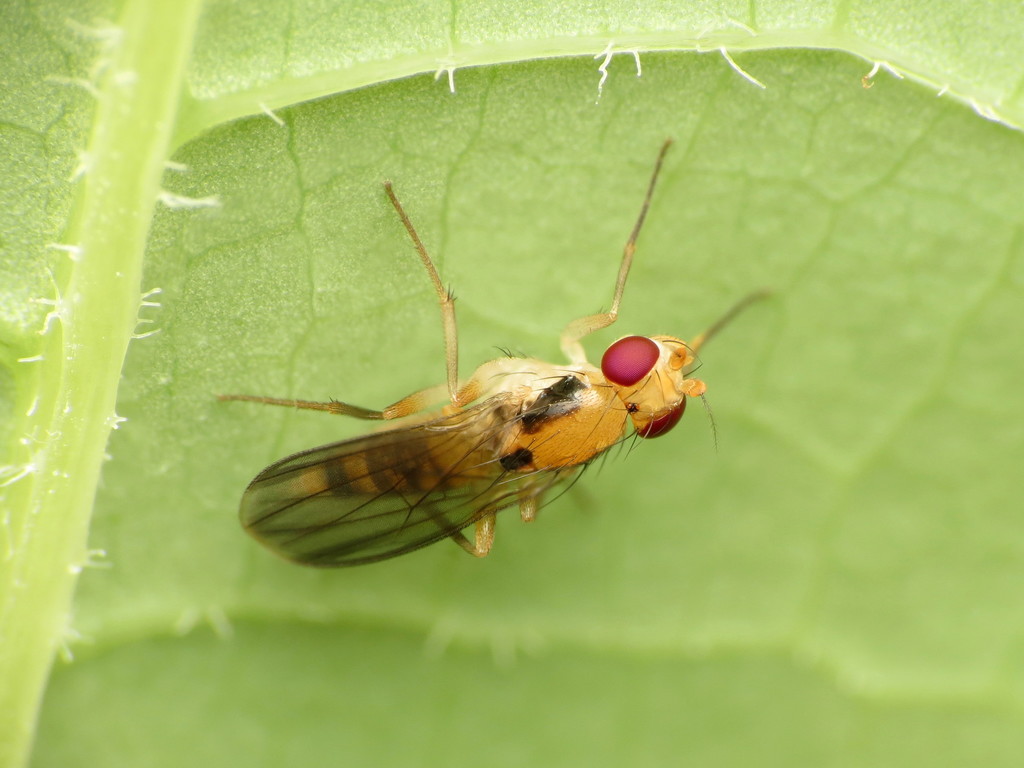 Sobarocephala latifrons