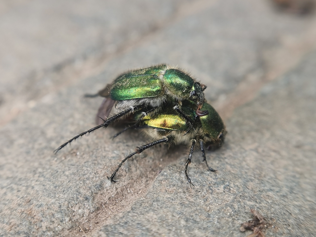 Amphicoma businskyi