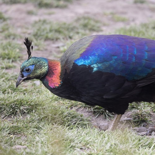 Himalayan Monal