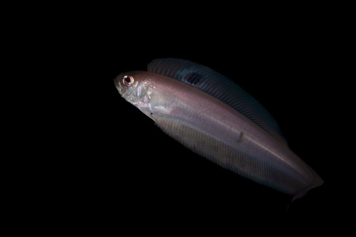 Blackspot bandfish (Acanthocepola limbata) — Cepolidae