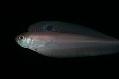 Blackspot Bandfish photo 2