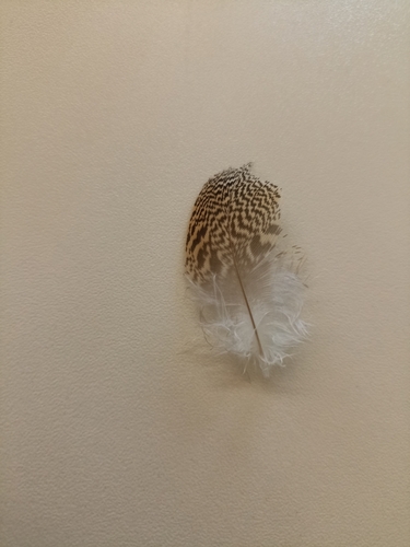 Plume de Outarde canepetière