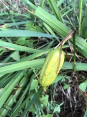 Iris foetidissima